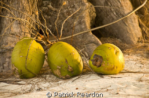 Coconuts on the beach at sunset.  Rum Point, Grand Cayman. by Patrick Reardon 